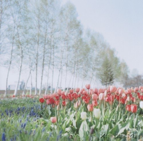 ���Լ����ˣ��Ż����˰� (8)