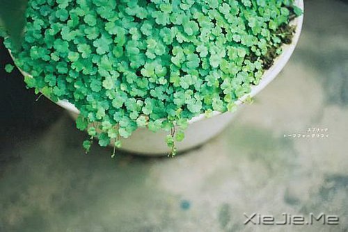 ԽŬ����Խ���� (8)