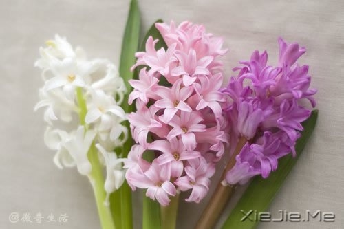 �����ǰ�������ǲʺ�ķ��� (1)