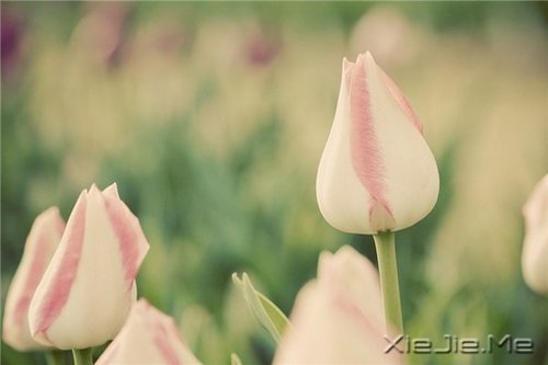 ��Ҫ��Ц���˵Ị̇���ֻ����û�о��������� (9)