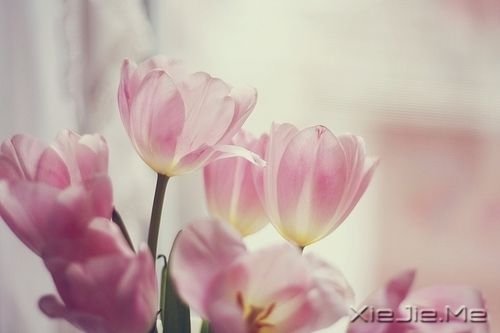 ǧ��Ҫ��Ϊ�ߵ�̫�ã�������������Ϊʲô���� (4)