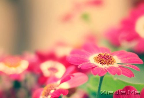 ��������ĸ��ӣ���������Թ� (10)