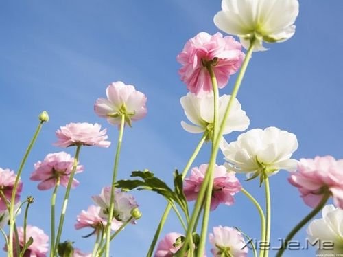 �����������ʱû�м���������Ǿ�����ͷ (8)