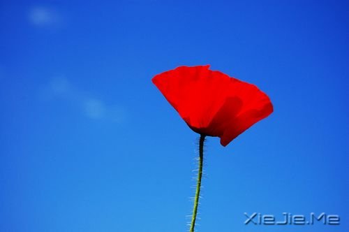 ���������ر���8ζ��ҩ (1)